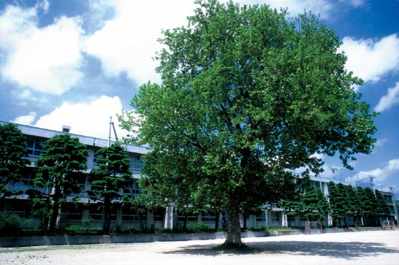 校庭の樹